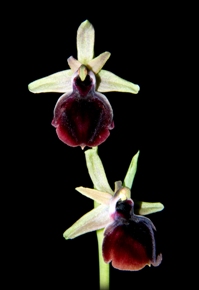 Ophrys sphegodes ssp. mammosa var. helenae Dispensari HCC/AOS 77 pts.